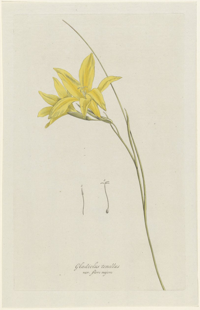 Zwaardlelie (Gladiolus carinatus Aiton)
Gladiolus tenellus var. flore majore (título sobre o objecto) de Hendrik Schwegman