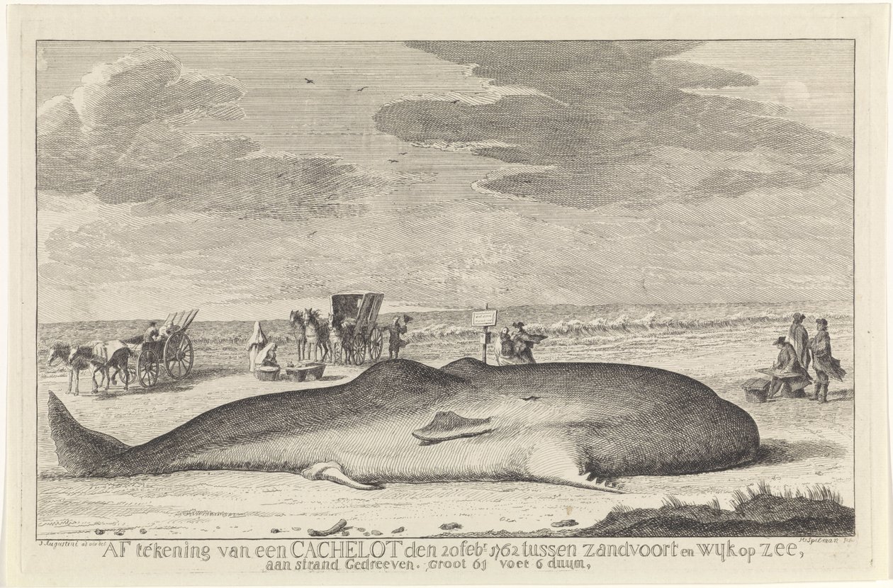 cachalote lavado Assinatura de um lote de cache em 20 de fevereiro de 1762 entre Zandvoort e Wyk op Zee, dirigido em uma praia, grande 61 pés 6 duum. (título no objeto) de Hendrik Spilman