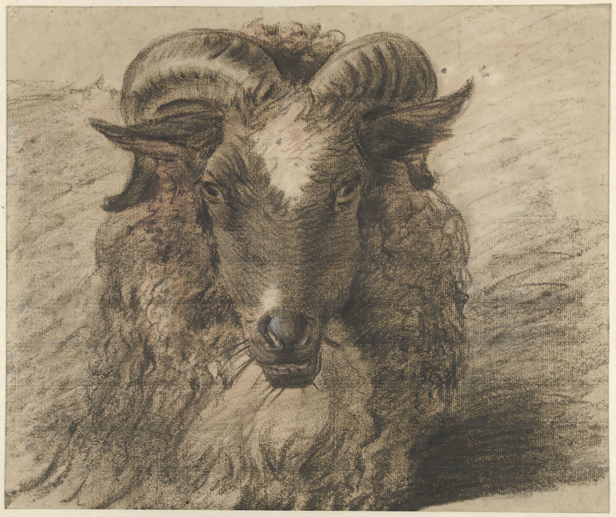 Cabeça de um carneiro de Hendrik Stokvisch