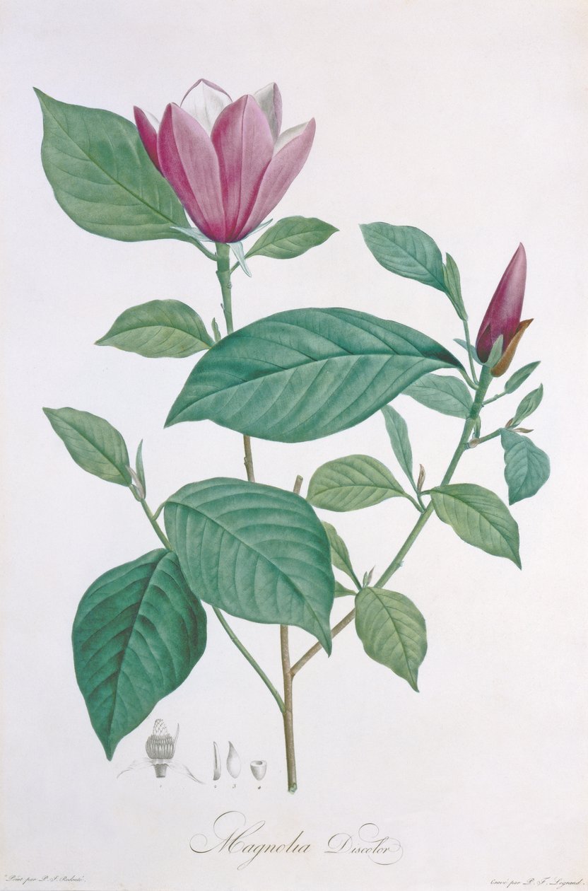 Magnolia descolorir, gravada por Legrand de Pierre Joseph Redouté