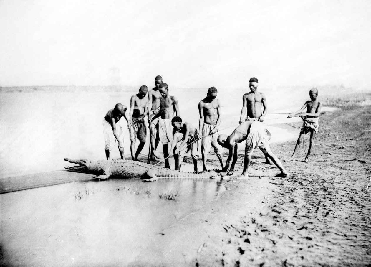 Caçando um crocodilo, Nubia, Egito, 1887 de Georges Henri Bechard