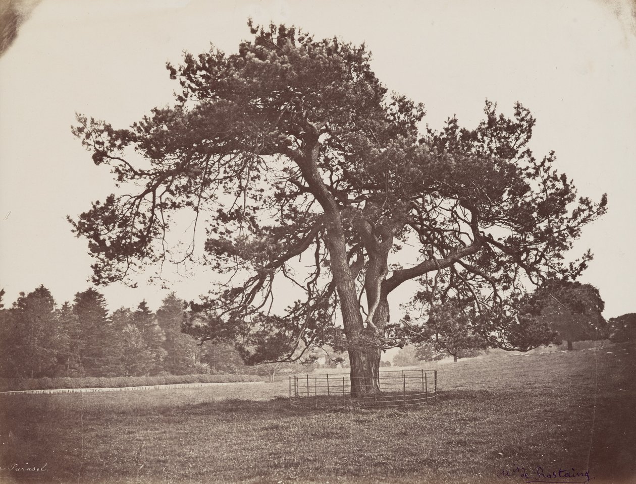 Parque do Palácio Hamilton (Pinho Parasol), c. 1858 (foto) de Henri Charles de Rostaing