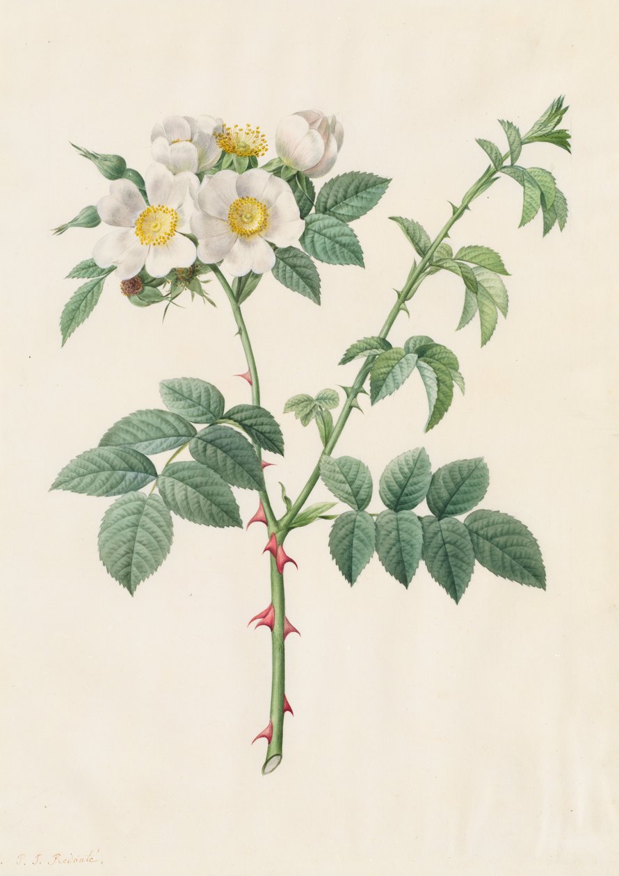 Brier Bush Rose ou Dog Rose Rosa Leucantha, 1817-1824. de Pierre Joseph Redouté