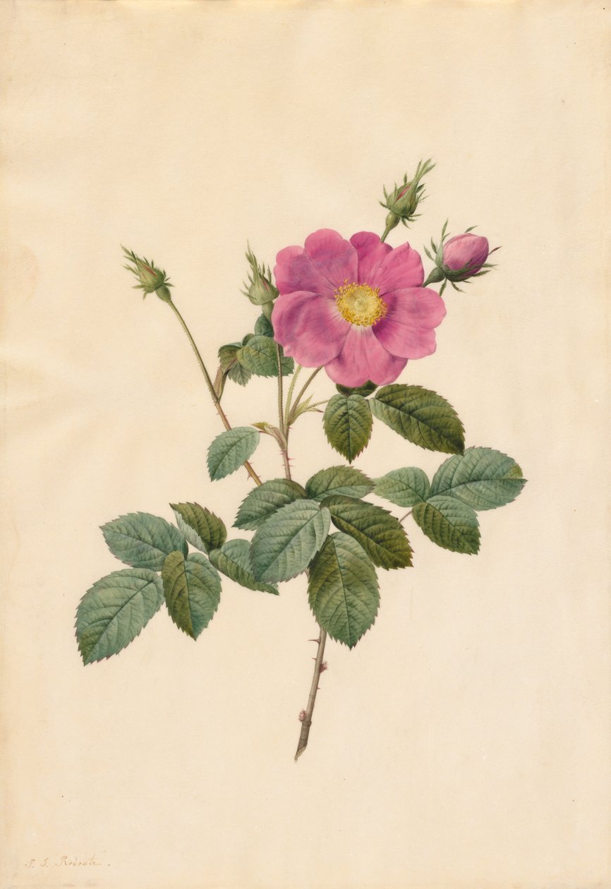 Repolho Rosa Rosa Centifolia Simplex, 1817-1824. de Pierre Joseph Redouté