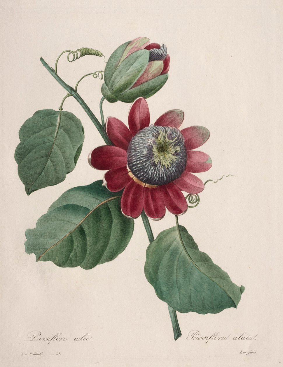 Escolha das flores mais bonitas ... frutas mais bonitas: Maracujá alado, 1827. de Pierre Joseph Redouté