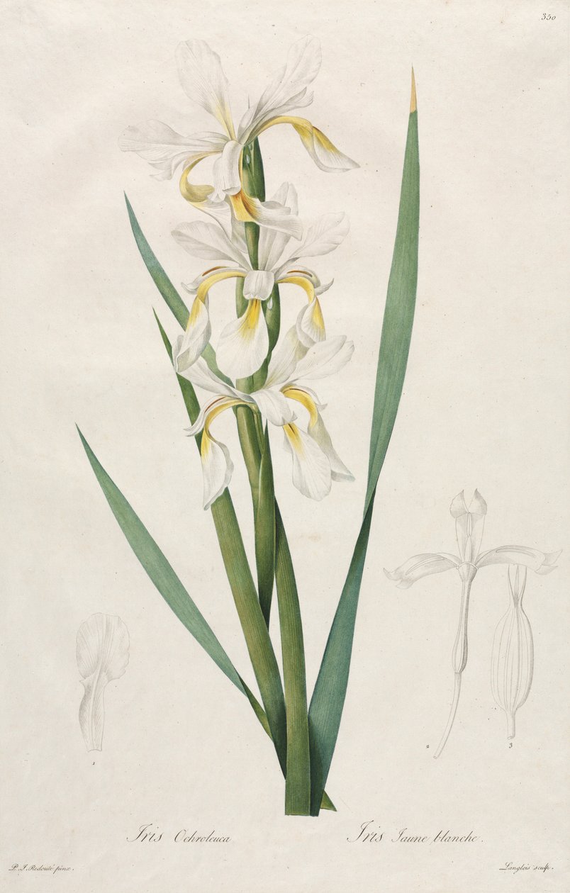 Íris com faixas douradas, 1812. de Pierre Joseph Redouté