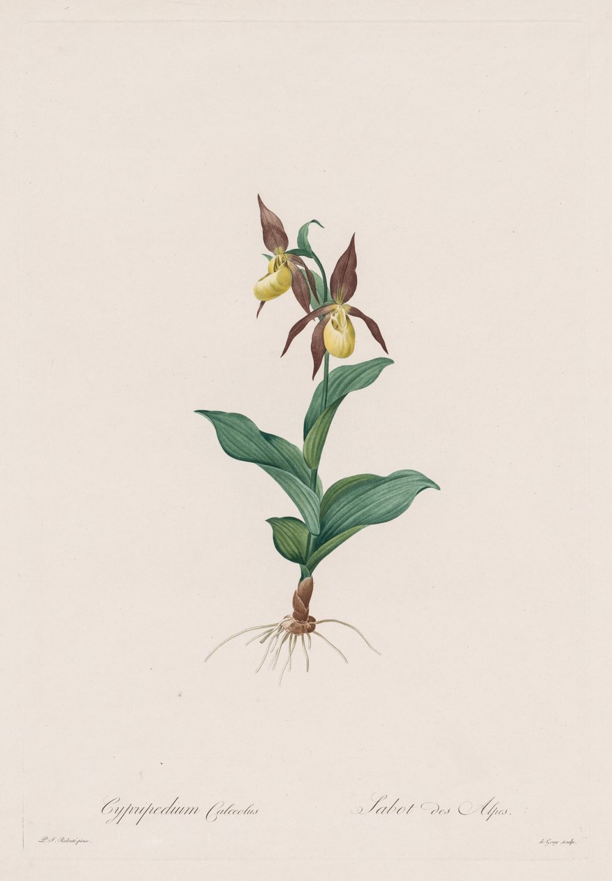 Os lírios: Cypripedium calceolus, 1802-1816. de Pierre Joseph Redouté