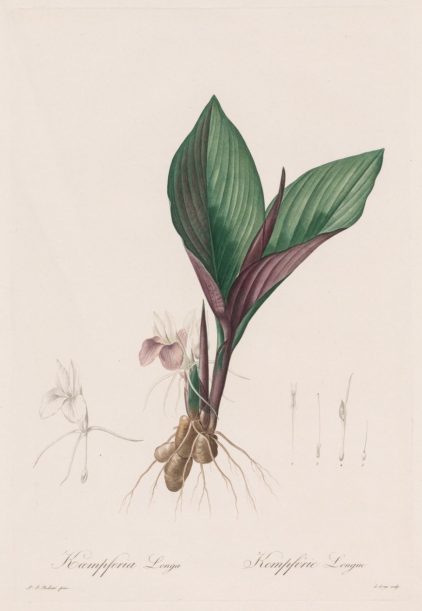 Les Liliacées: Kaempferia longa, 1802-1816. de Pierre Joseph Redouté