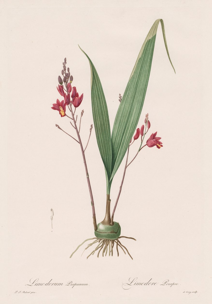 Les Liliacees: Limodorum rosy 1802-1816. de Pierre Joseph Redouté