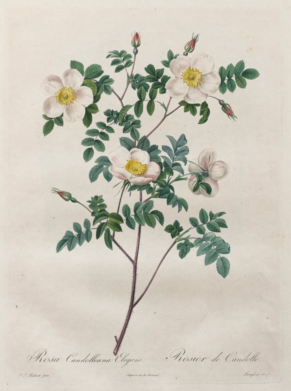 Les Roses: Candolleana Elegans rosa, 1817-1824. de Pierre Joseph Redouté