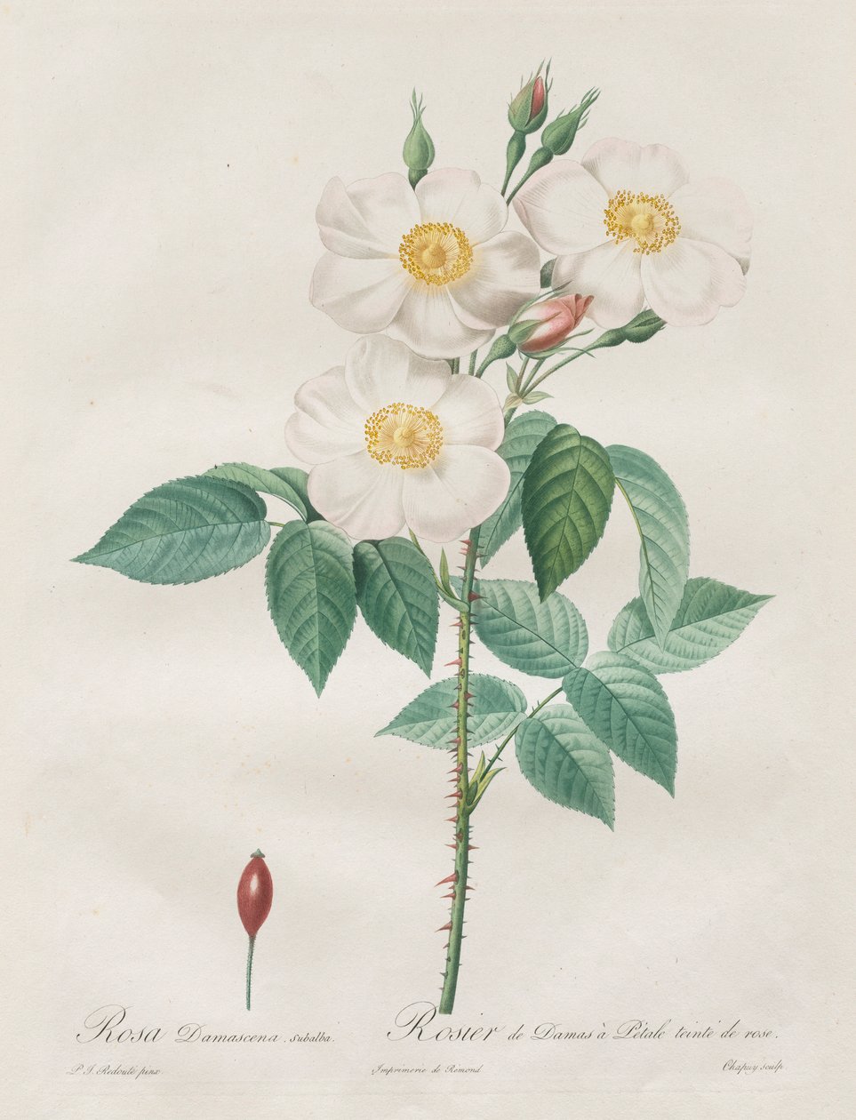 Les Roses: Rosa Damascena, subalba, 1817-1824. de Pierre Joseph Redouté