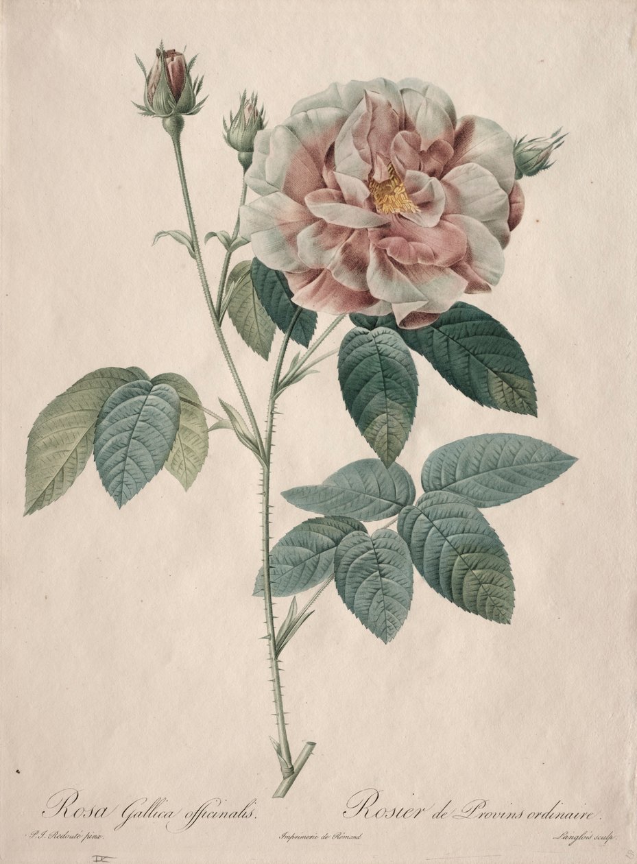Les Roses: Rosa Gallica, 1817-1824. de Pierre Joseph Redouté