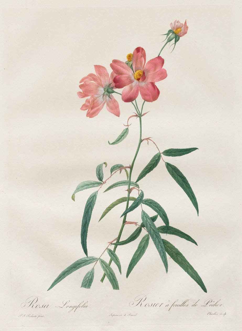 As rosas: Rosa Longifolia, 1817-1824. de Pierre Joseph Redouté