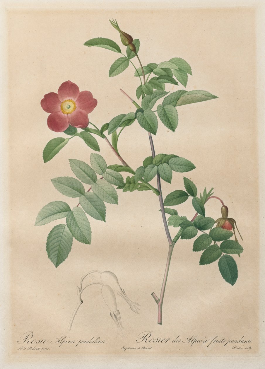 As rosas: Rosa alpina Pendulina, 1817-1824. de Pierre Joseph Redouté