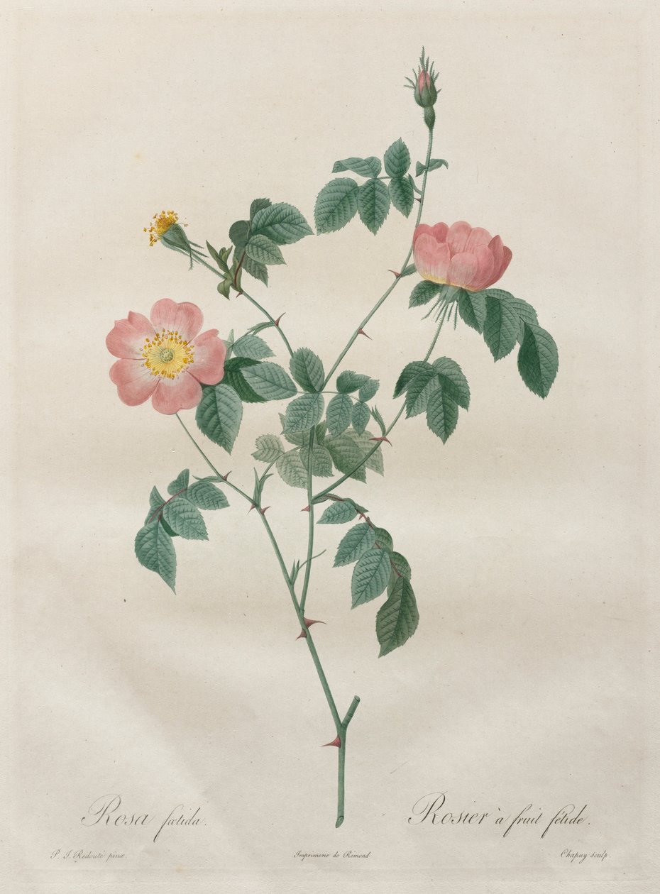 As rosas: Rosa indica, 1817-1824. de Pierre Joseph Redouté