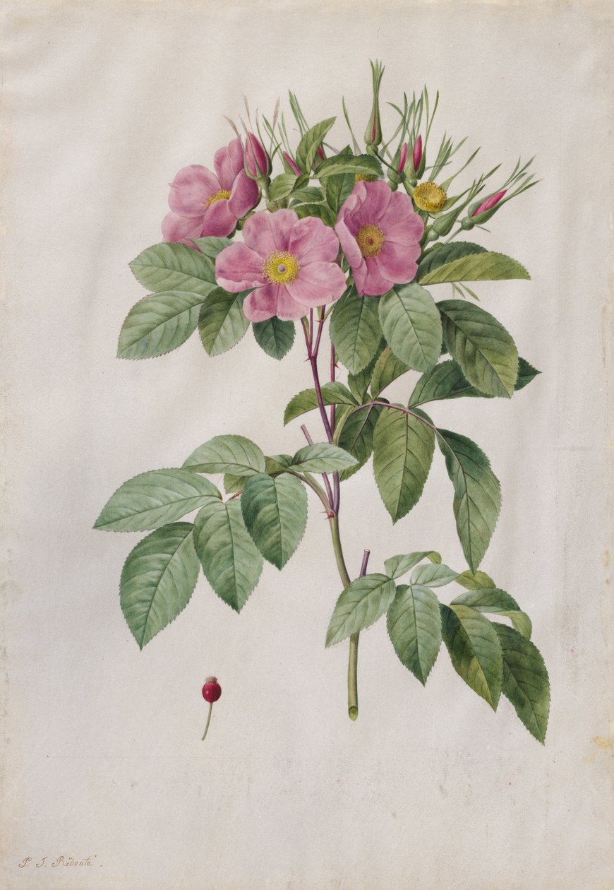 Pasto Rosa Rosa Carolina Corymbosa, 1817-1824. de Pierre Joseph Redouté