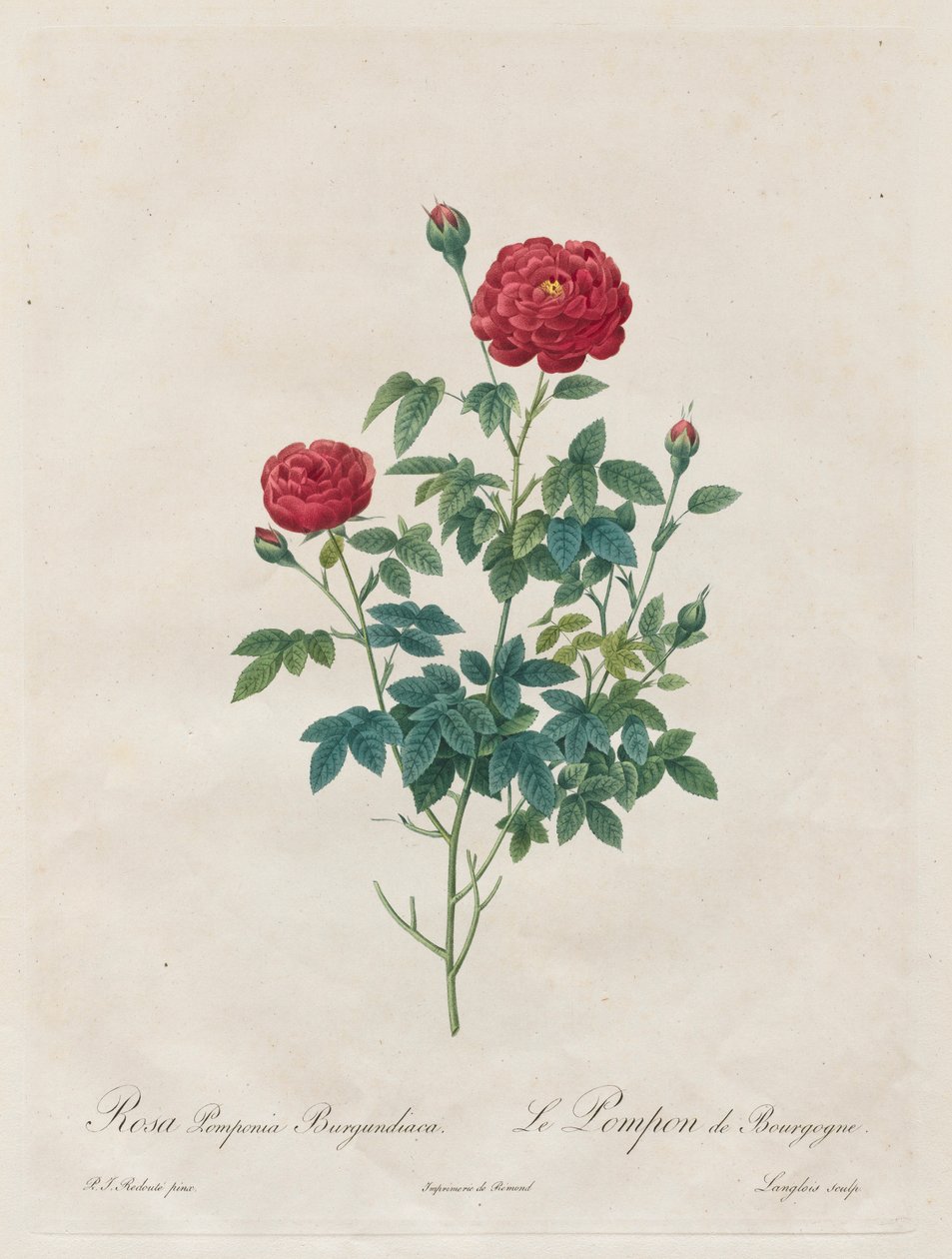Pompon Rose, 1817-1824. de Pierre Joseph Redouté