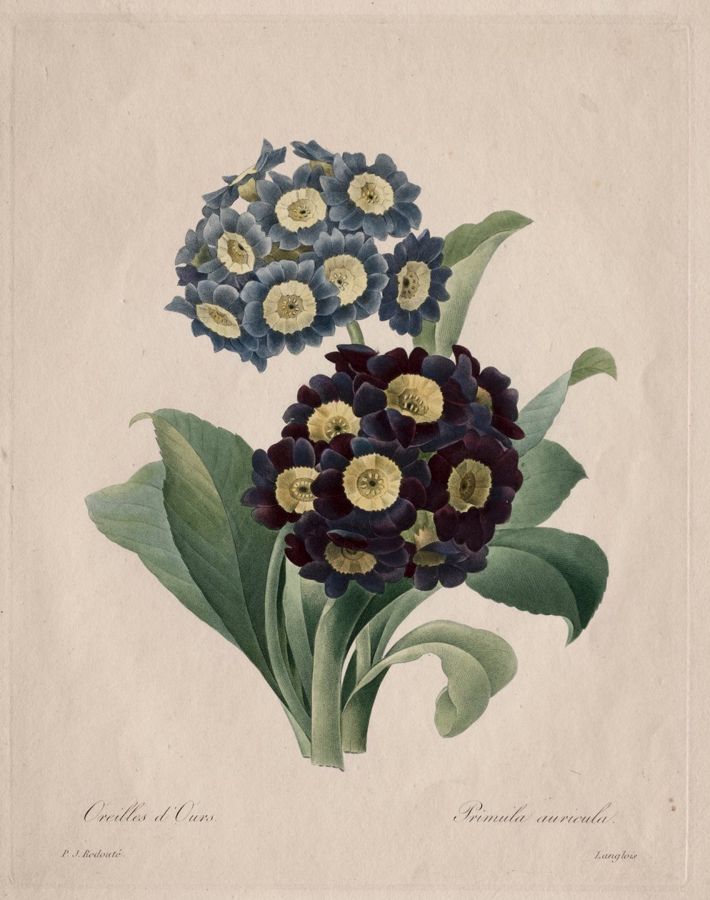 Primula auricula, 1827. de Pierre Joseph Redouté