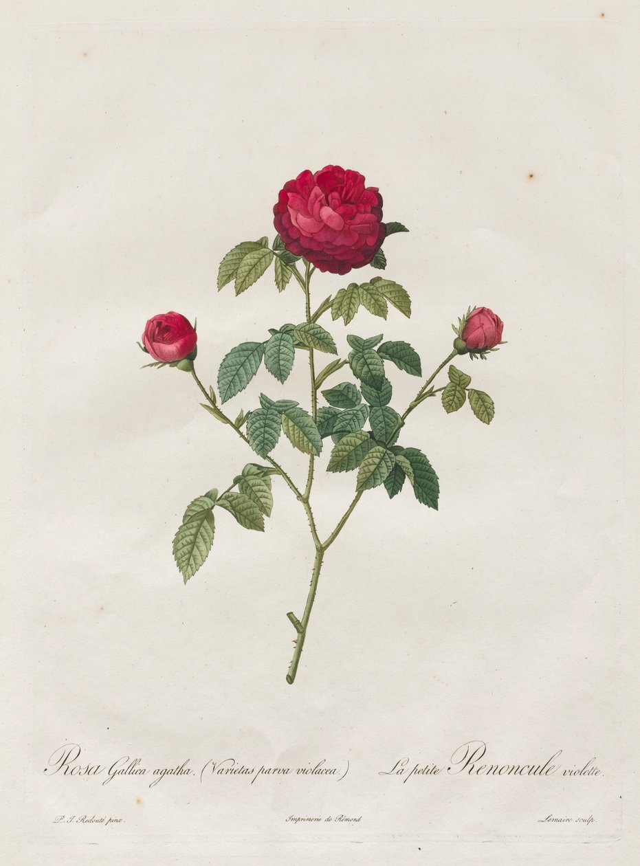 Provence ou Rosa Francesa, 1817-1824. de Pierre Joseph Redouté