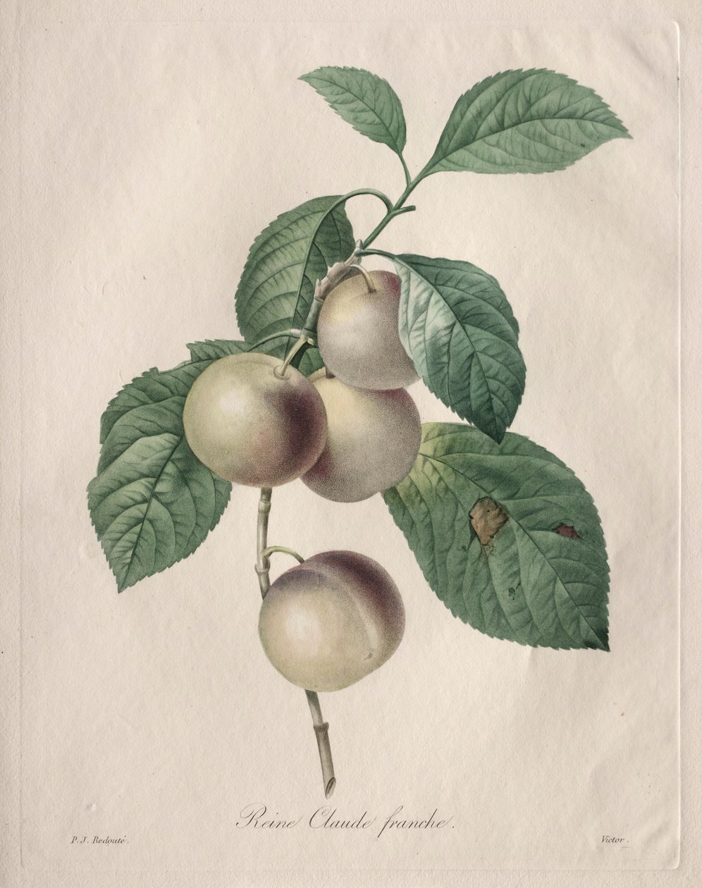 Rainha Claude Ameixa, 1827. de Pierre Joseph Redouté