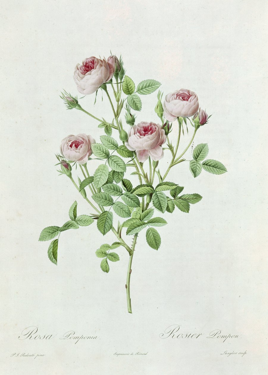 Rosa Pomponia, de &39;The Roses&39; de Claude Antoine Thory (1757-1827) gravado por Eustache Hyacinthe Langlois (1777-1837) 1817 de Pierre Joseph Redouté