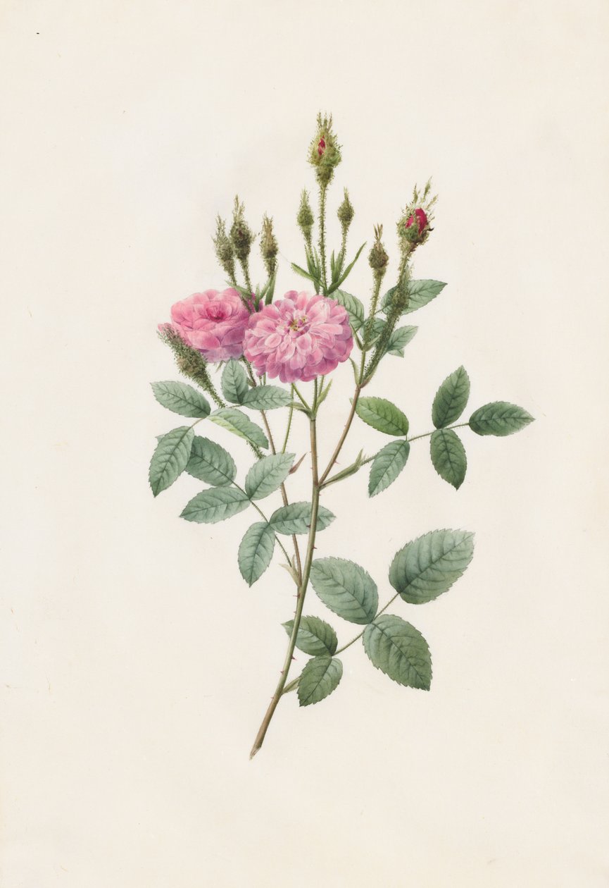 Rosa Pomponiana Muscosa, 1817-1824. de Pierre Joseph Redouté