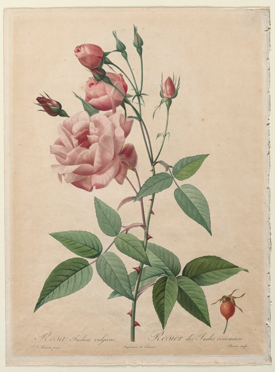 The Roses: China ou Bengal Rose, 1817-1824. de Pierre Joseph Redouté