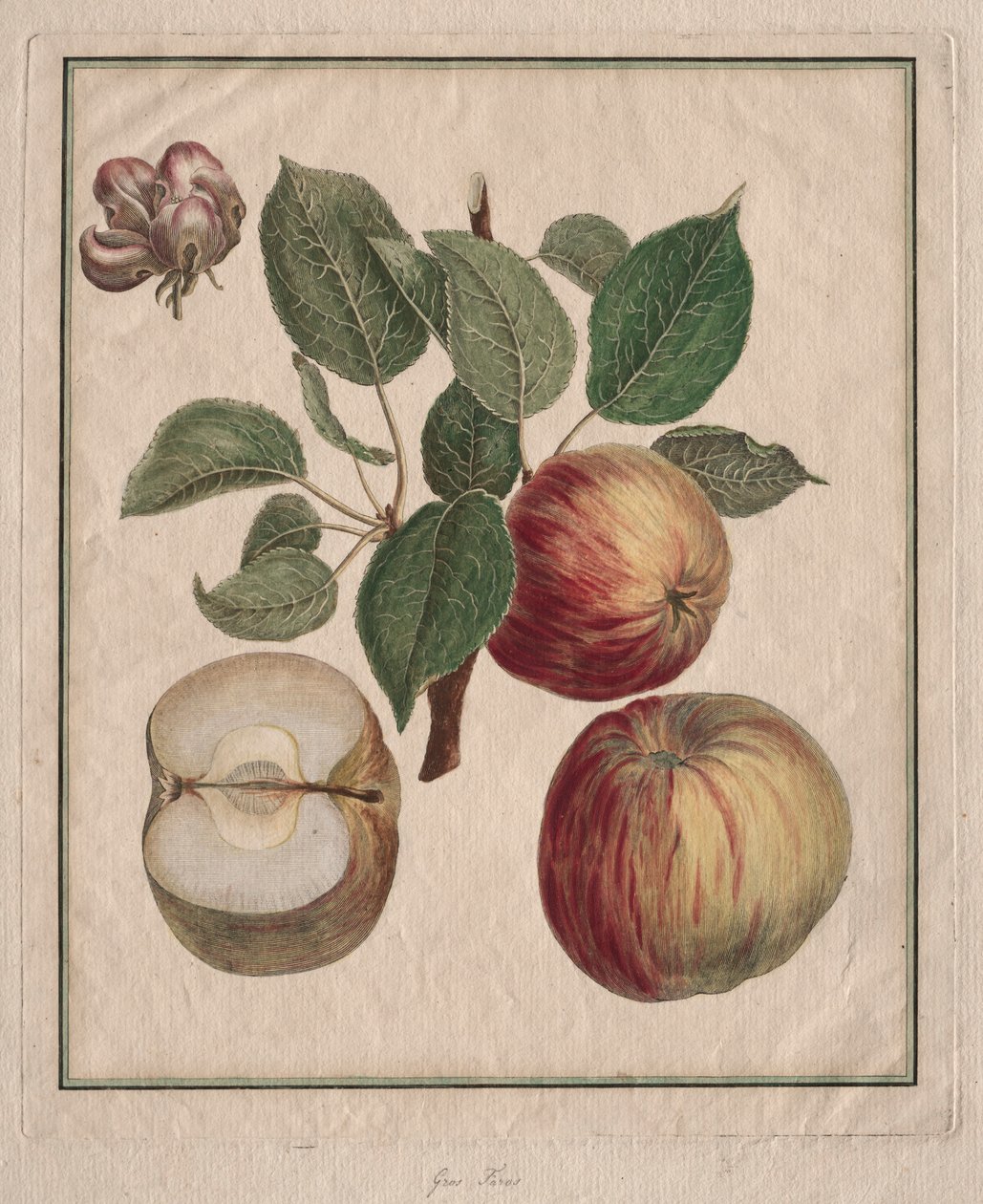 Maçã com folhas e flores de frutas, 1768. de Henri Louis Duhamel du Monceau