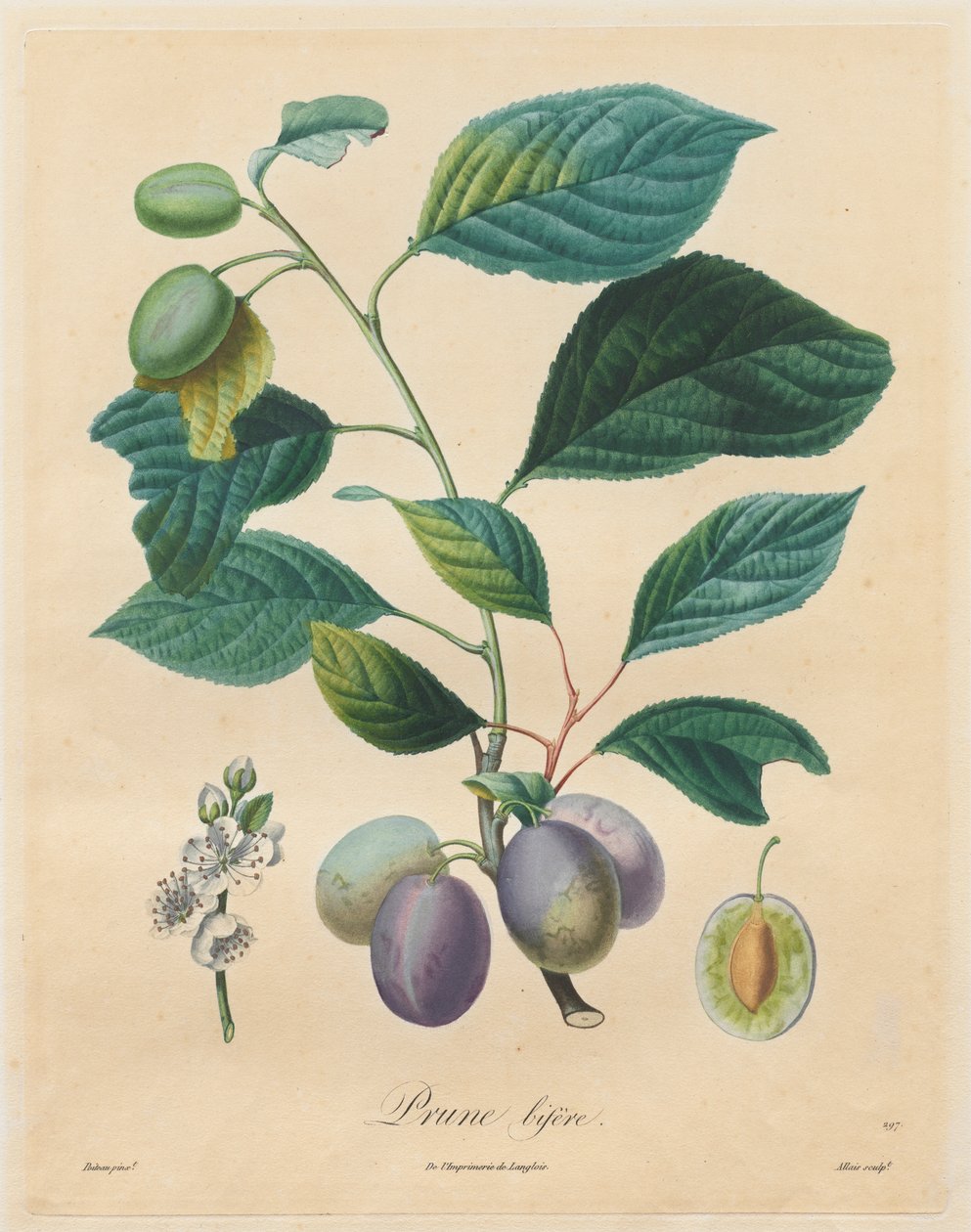 Tratado sobre árvores frutíferas: Ameixa Bifer de Henri Louis Duhamel du Monceau