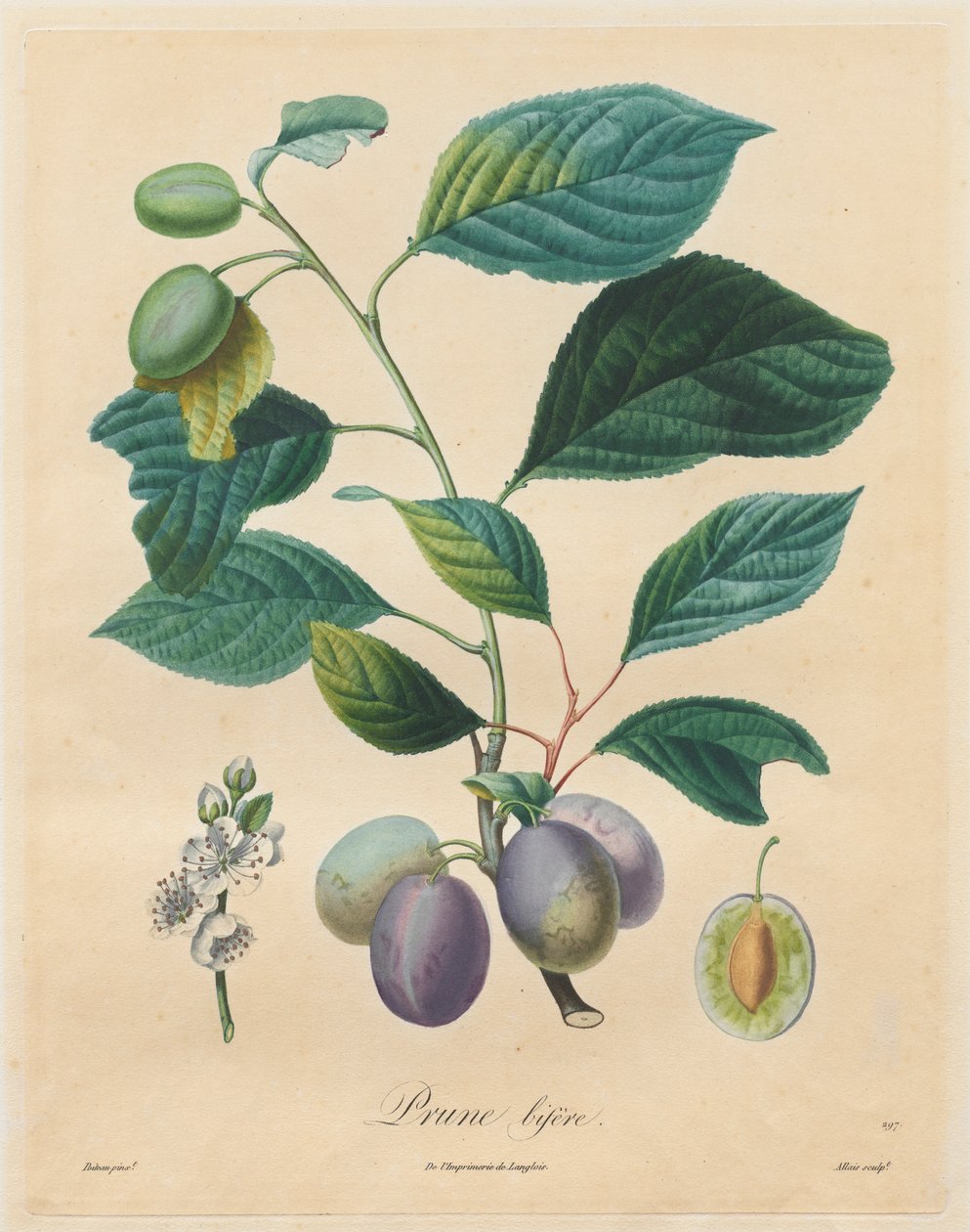 Tratado sobre árvores de fruto: Plum bifer, 1808-1835. de Henri Louis Duhamel du Monceau