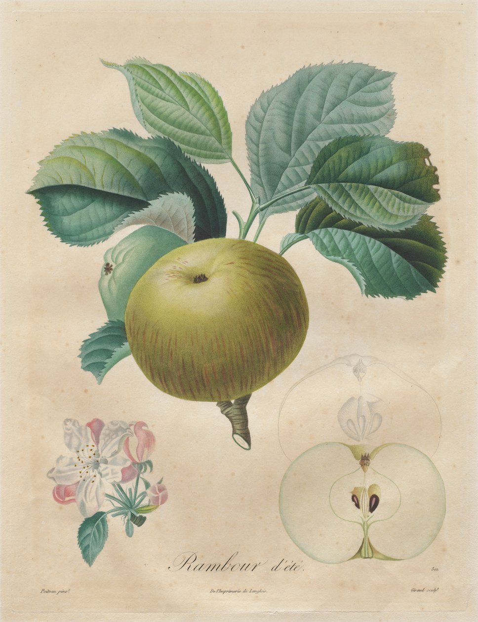 Tratado sobre árvores frutíferas: Rambour de verão de Henri Louis Duhamel du Monceau