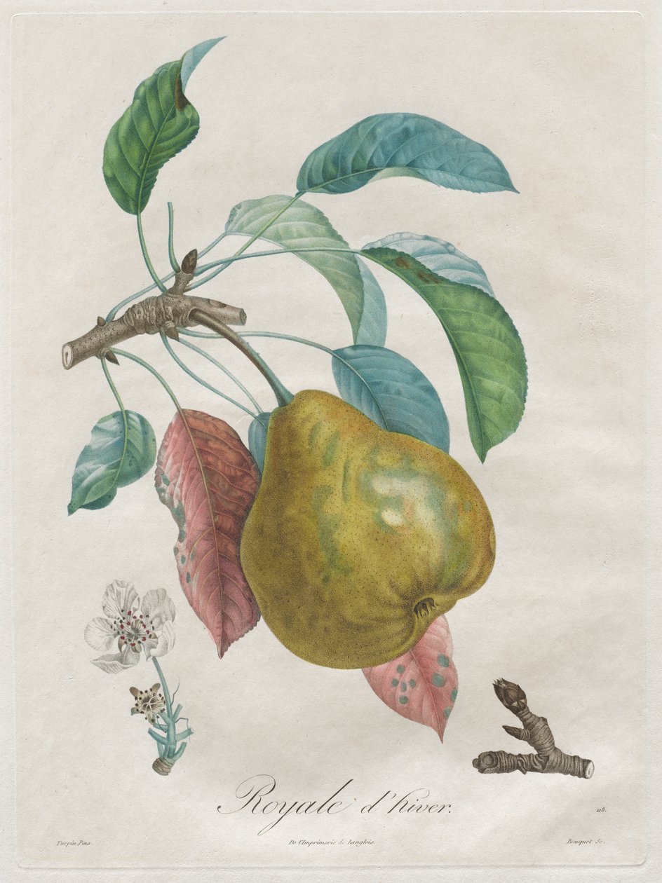 Tratado sobre árvores frutíferas: Winter Royal de Henri Louis Duhamel du Monceau