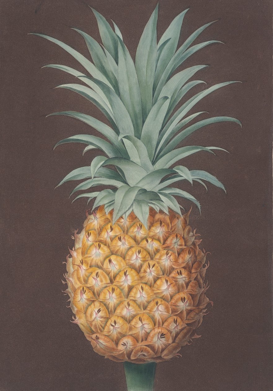 O Pinho de Antigua Verde com Folhas Lisas, 1807. de Henri Merke