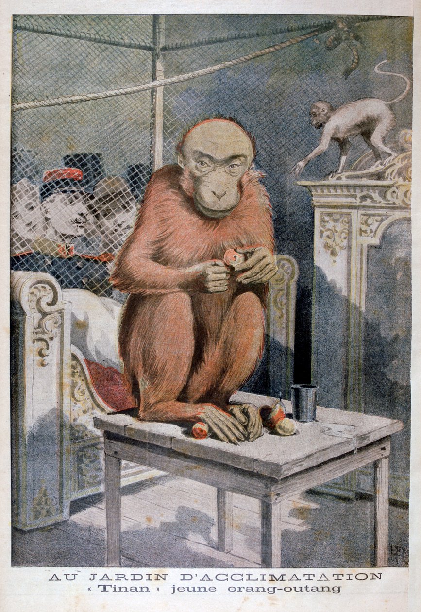 Tinan, o orangotango, 1896 de Henri Meyer