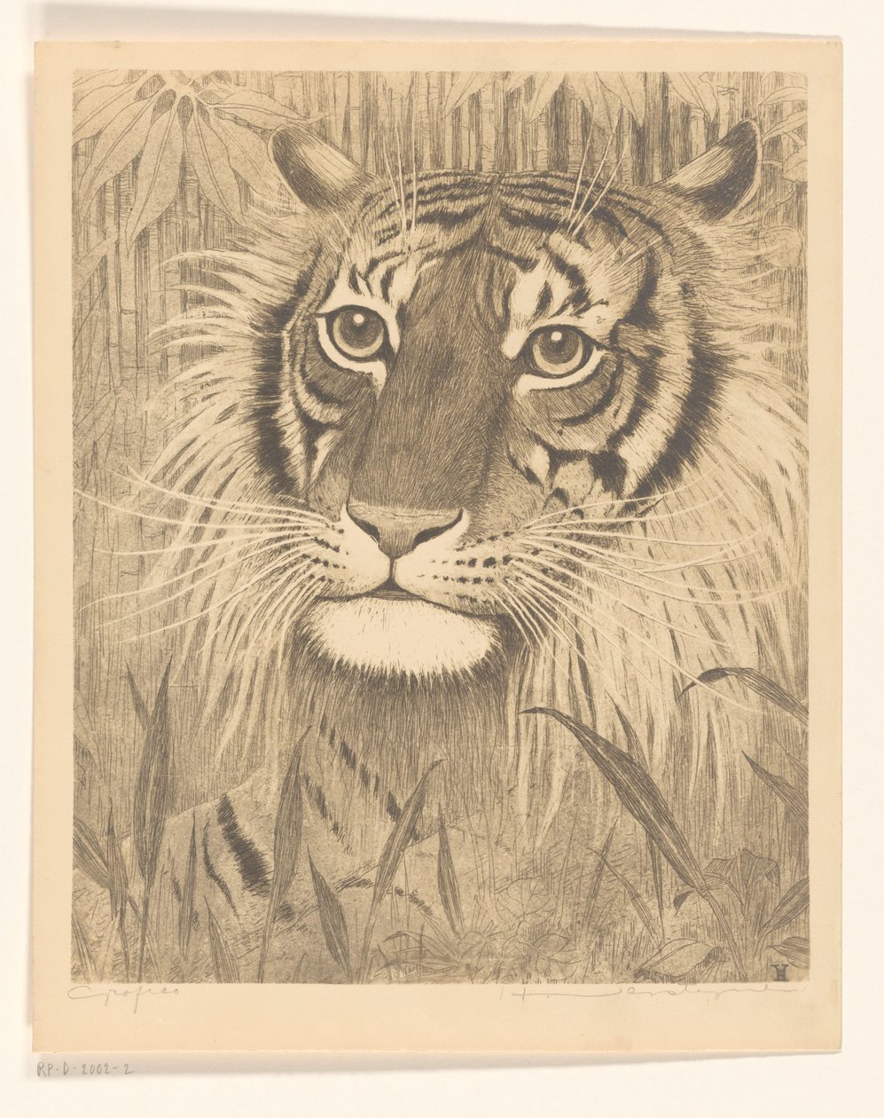 Cabeça de um tigre de Henri Verstijnen (signed by artist)