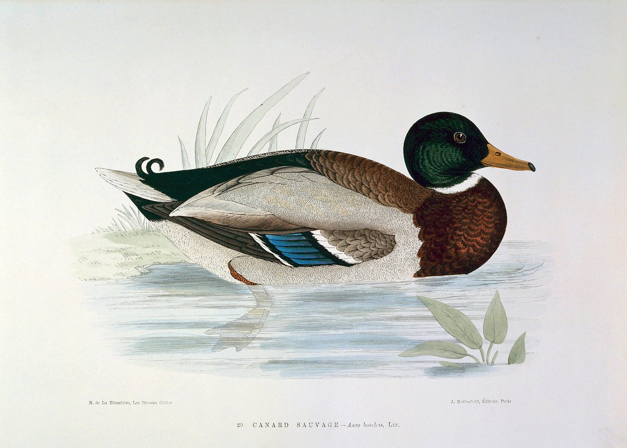 Representação de uma placa de pato Mallard por H. Blanchere de Henri de la Blanchere