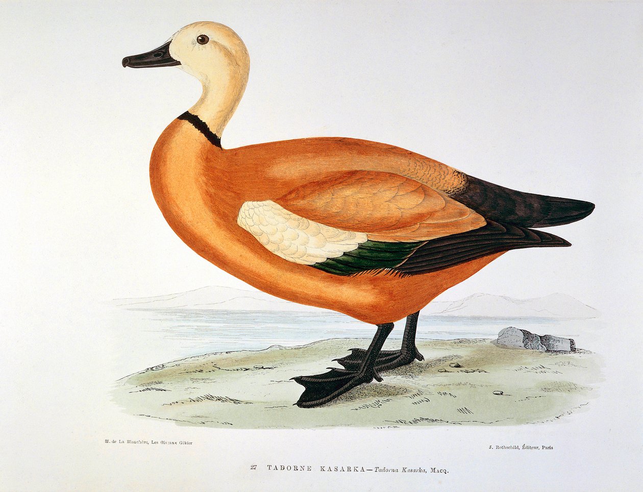 Representação de um kasarka Planche de pato tadorne por H. Blanchere de Henri de la Blanchere