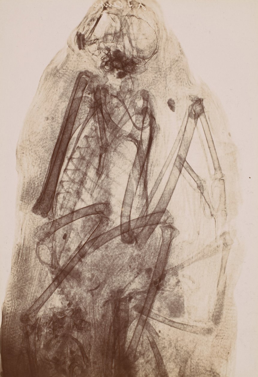[Raio-X da Múmia de um Raptor], 1896. de Henri van Heurck