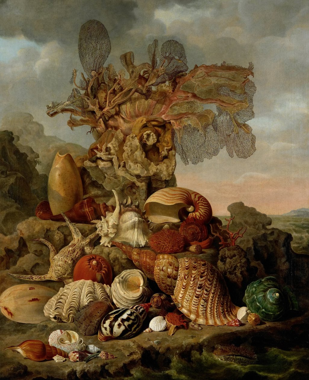 Conchas e plantas marinhas de Henricus Franciscus Wiertz