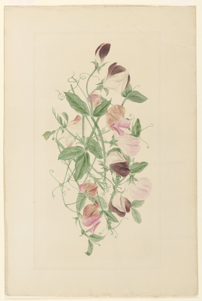 Ervilhas de Henrietta Benson Homer