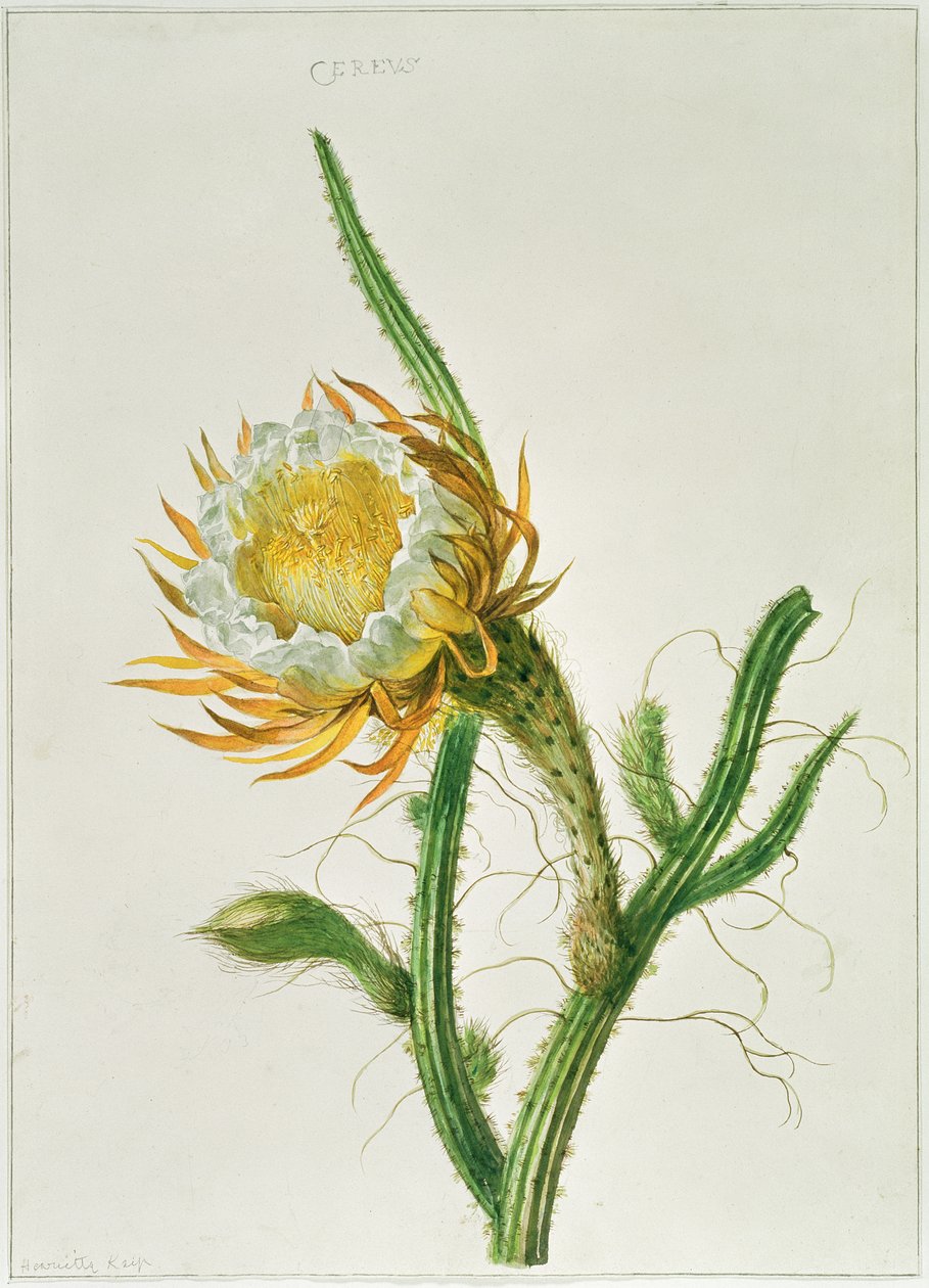 PD.729-11973 Cacto Noturno (Selenicereus grandiflorus), nativo da Jamaica de Henriette Gertruide Knip