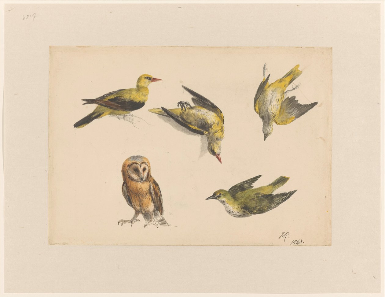 Estudos de uma coruja e dois orioles de Henriëtte Ronner