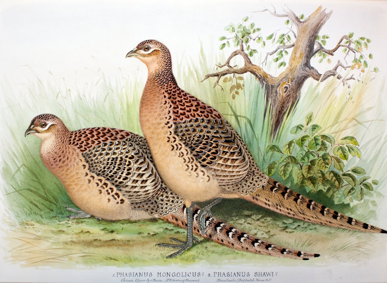 Phasianus mongolicus e Phasianus shawi, 1906-7 de Henry Jones