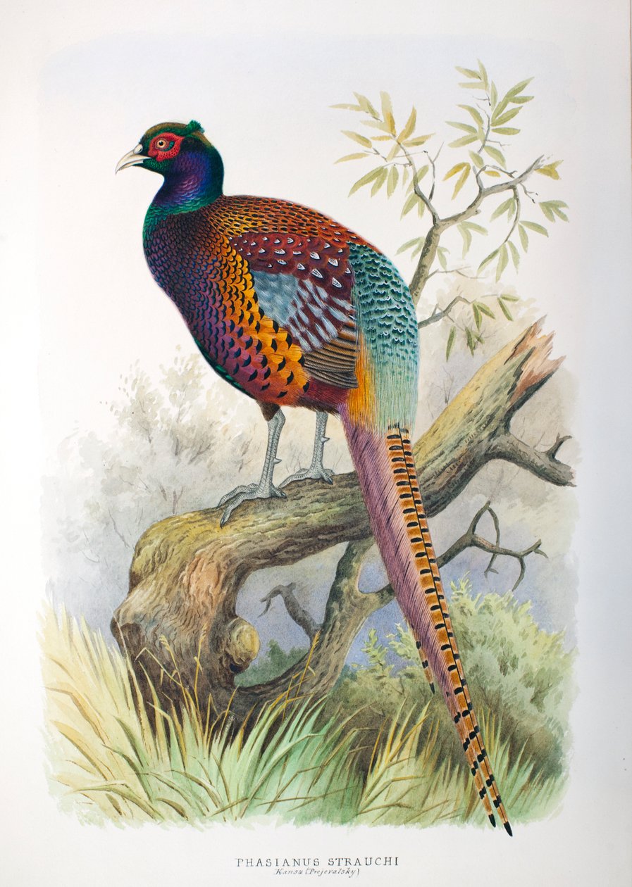 Phasianus strauchi, 1906-7 de Henry Jones