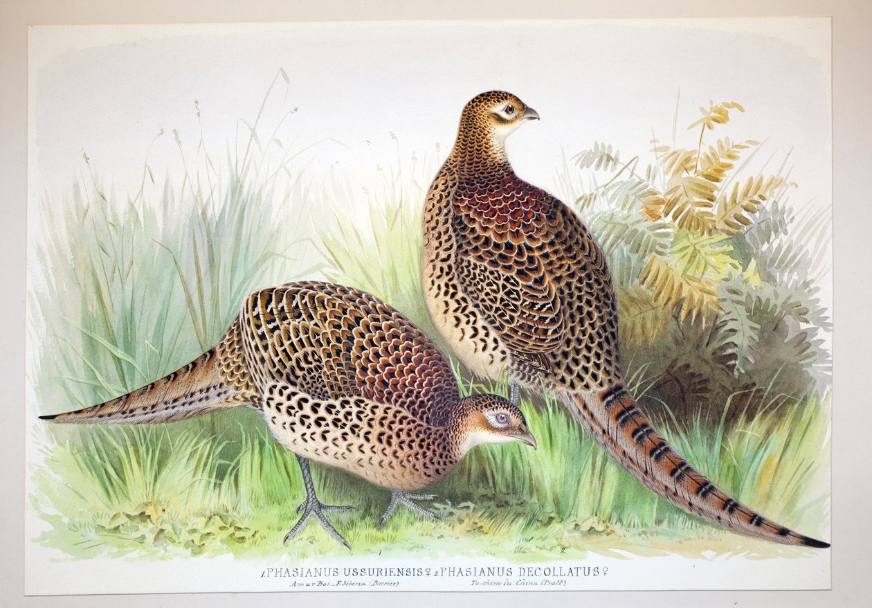 Phasianus ussuriensis e Phasianus delocllatus, 1906-7 de Henry Jones