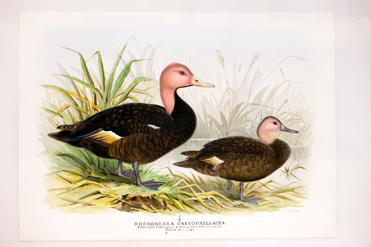Patos de cabeça rosada, c.1896-1921 de Henry Jones
