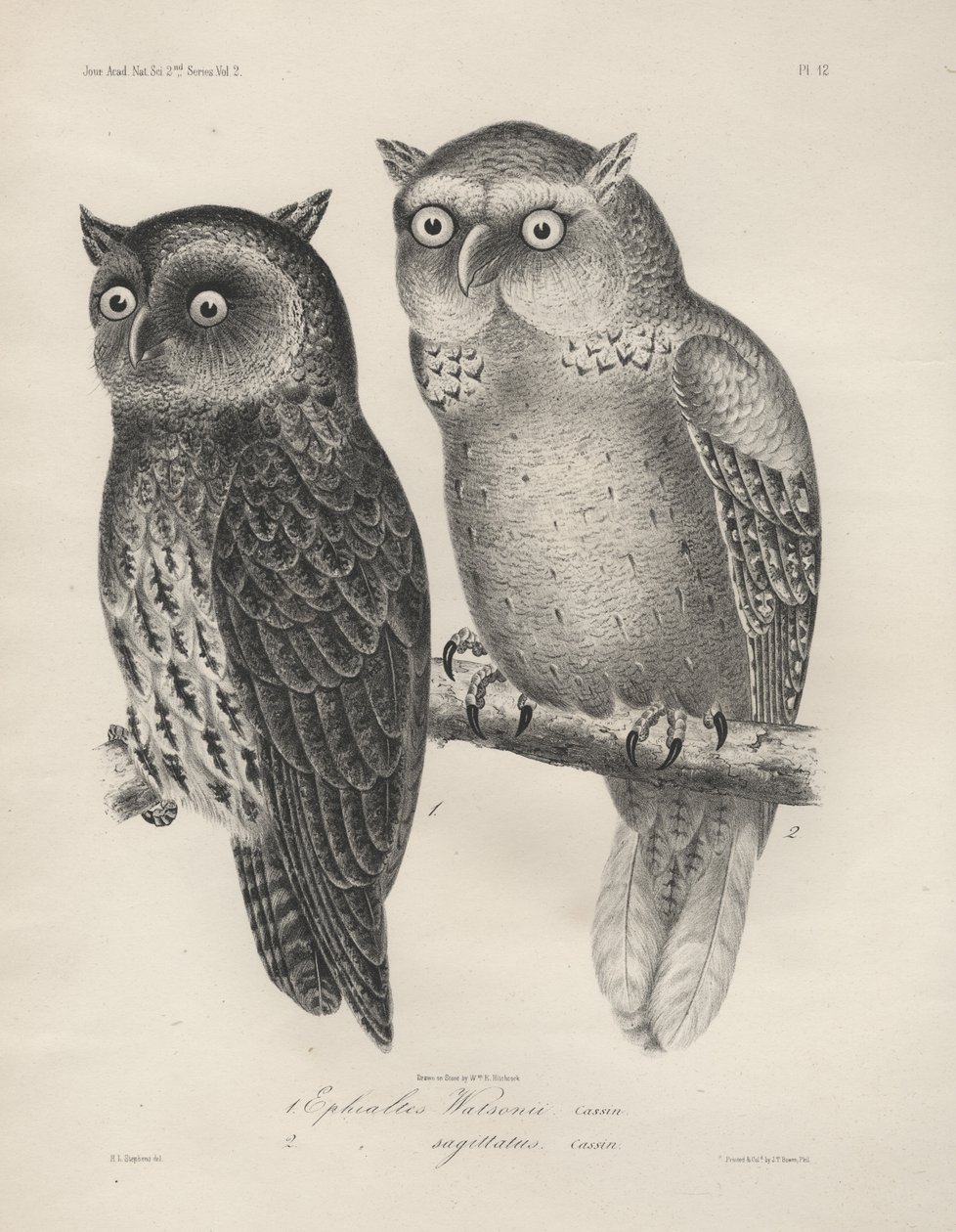 1. Efialtes Watsonii, 2. (Efialtes) Sagittatus, litho por JT Bowen, 1850 de Henry Louis Stephens