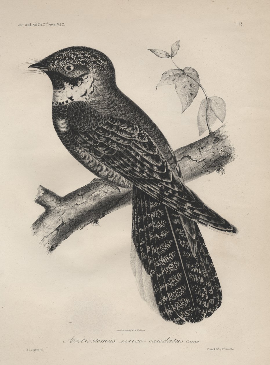 Antrostomus Serico-Caudatus, litho por JT Bowen, 1850 lito de Henry Louis Stephens