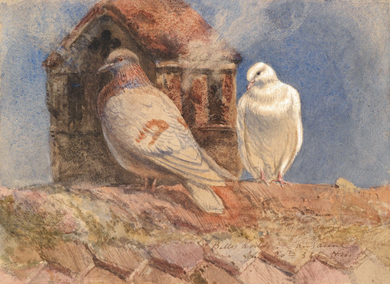 Doves Descansando em um telhado, Belles Roches, Lausanne, 1856 (wc, lápis, caneta und tinta marrom aumentada com branco sobre papel) de Henry Moore
