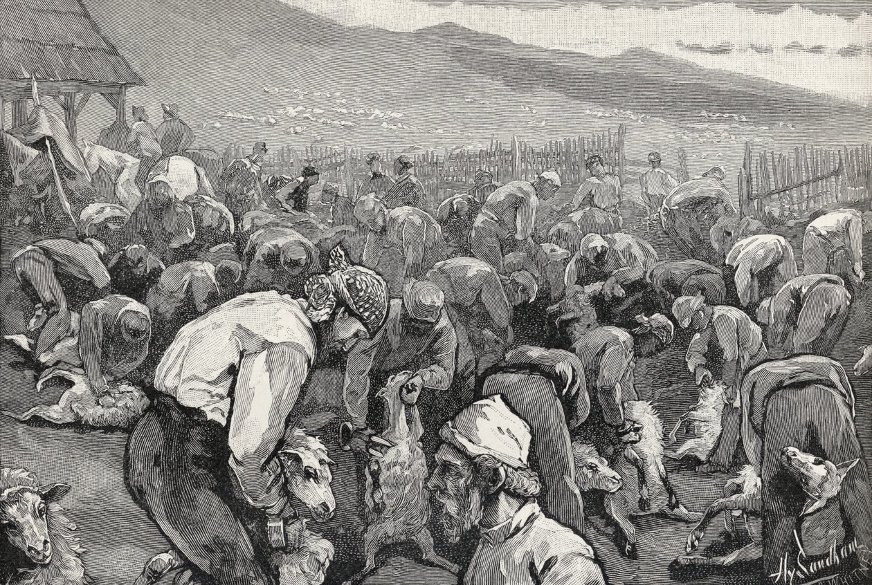 Sheepshearing no sul da Califórnia, de &39;The Century Illustrated Monthly Magazine&39;, de maio a outubro de 1883 de Henry Sandham